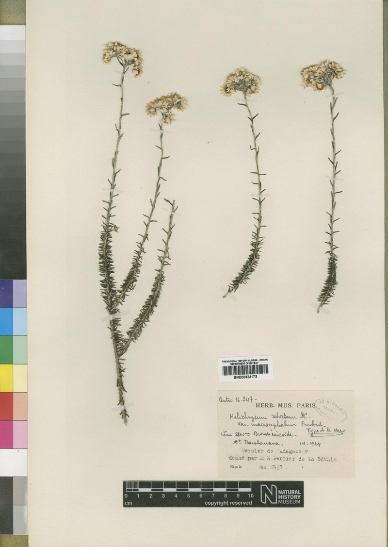 Helichrysum retrorsum var. macrocephalum