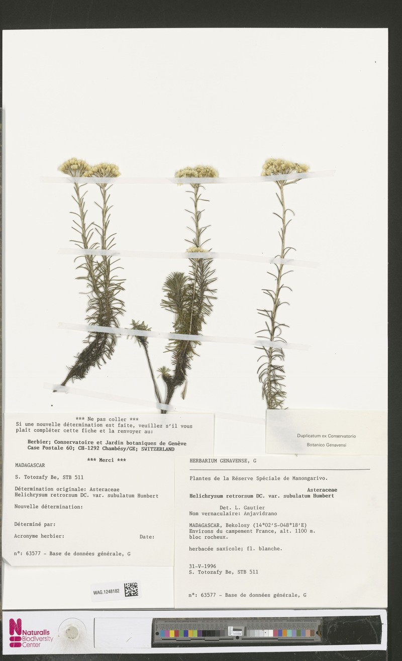 Helichrysum retrorsum var. subulatum