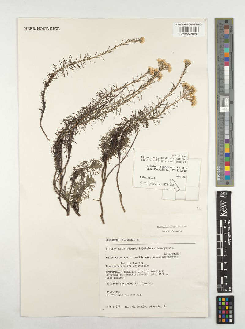Helichrysum retrorsum var. subulatum photo 2