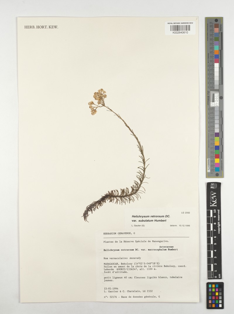 Helichrysum retrorsum var. subulatum photo 3