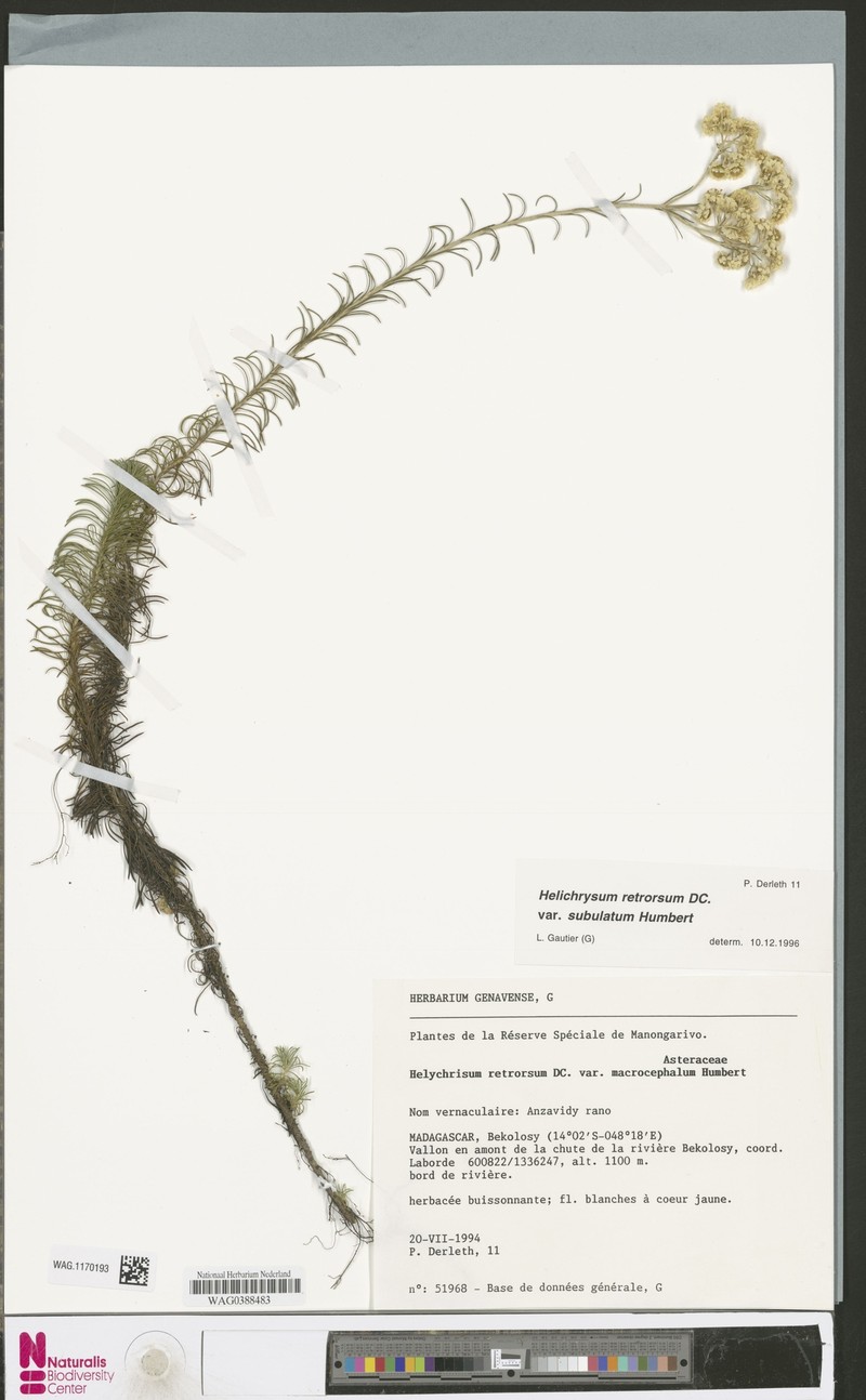 Helichrysum retrorsum var. subulatum photo 4