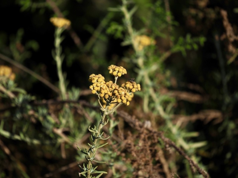 Helichrysum revolutum photo 2