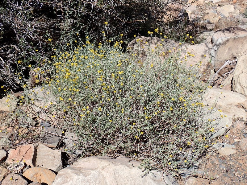 Helichrysum revolutum photo 3