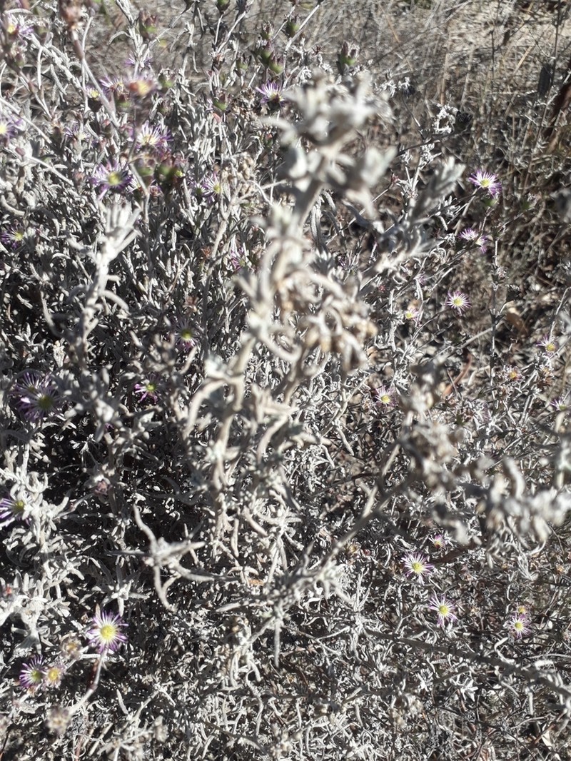 Helichrysum revolutum photo 4