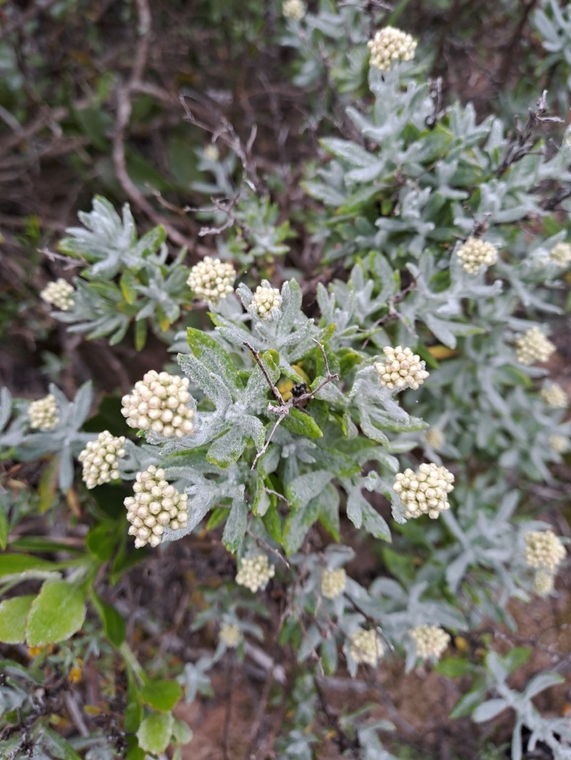 Helichrysum revolutum photo 5