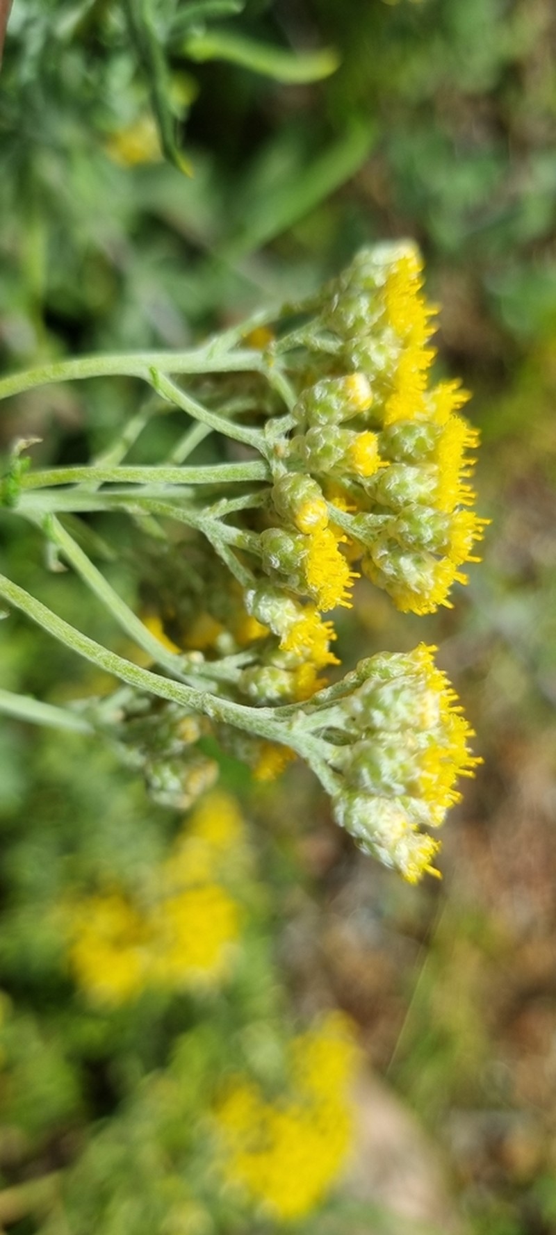 Helichrysum revolutum photo 6