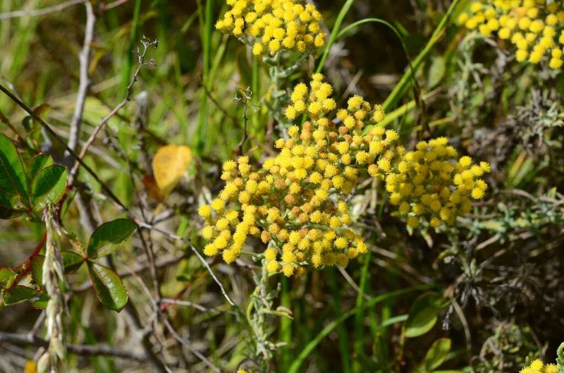 Helichrysum revolutum photo 7
