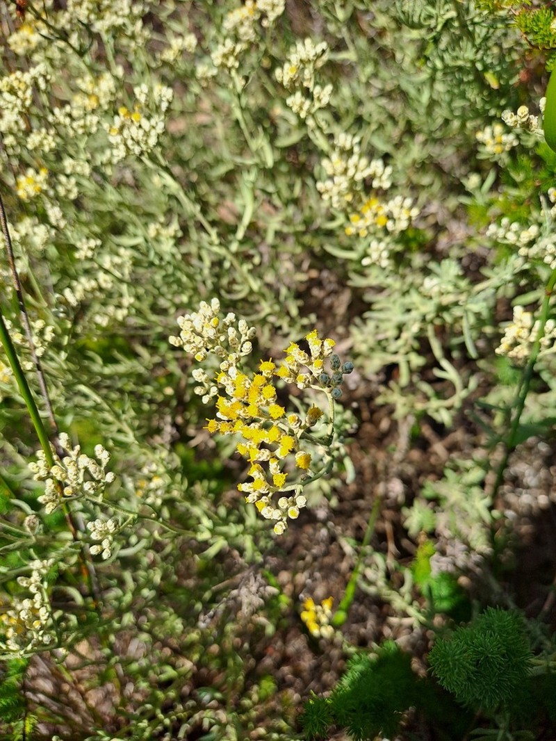 Helichrysum revolutum photo 8