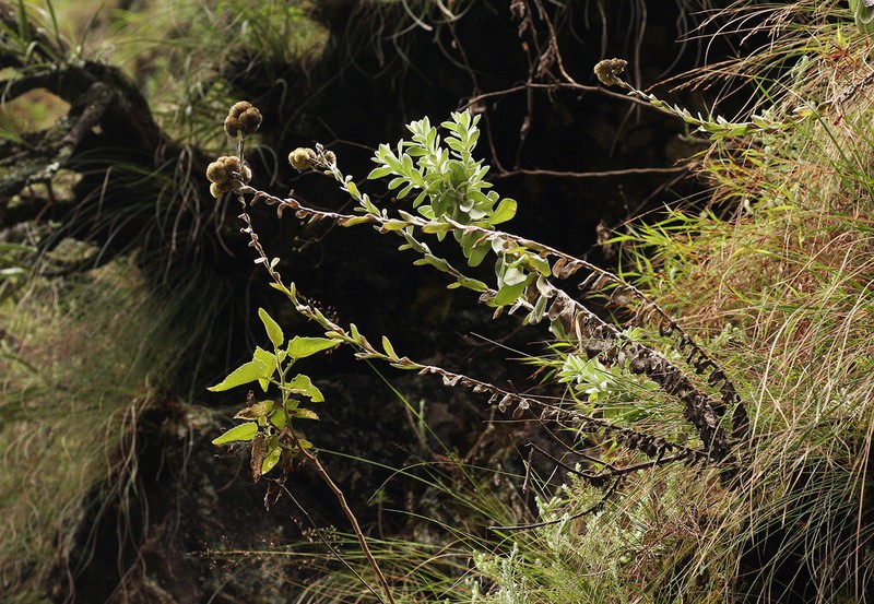 Helichrysum rhodellum