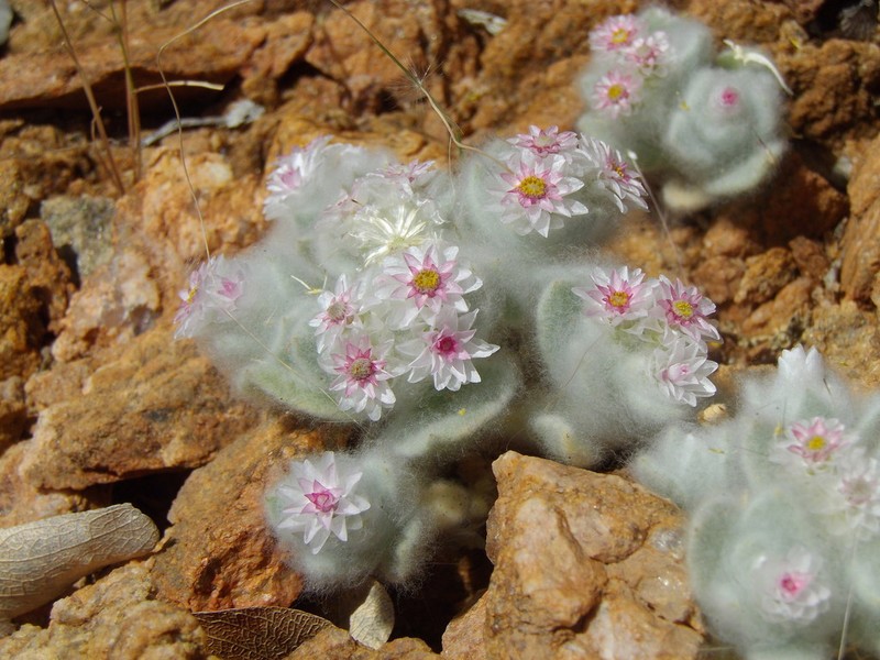 Helichrysum roseoniveum