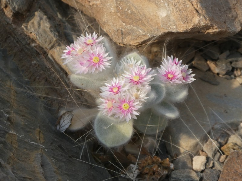 Helichrysum roseoniveum photo 2