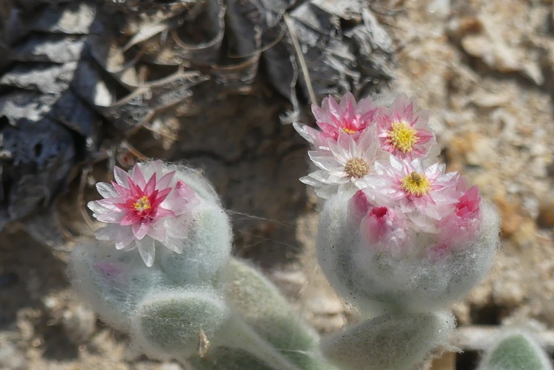 Helichrysum roseoniveum photo 3