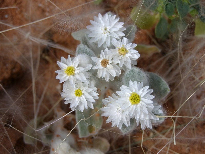 Helichrysum roseoniveum photo 4