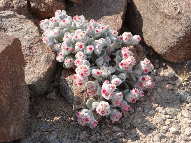 Helichrysum roseoniveum photo 5