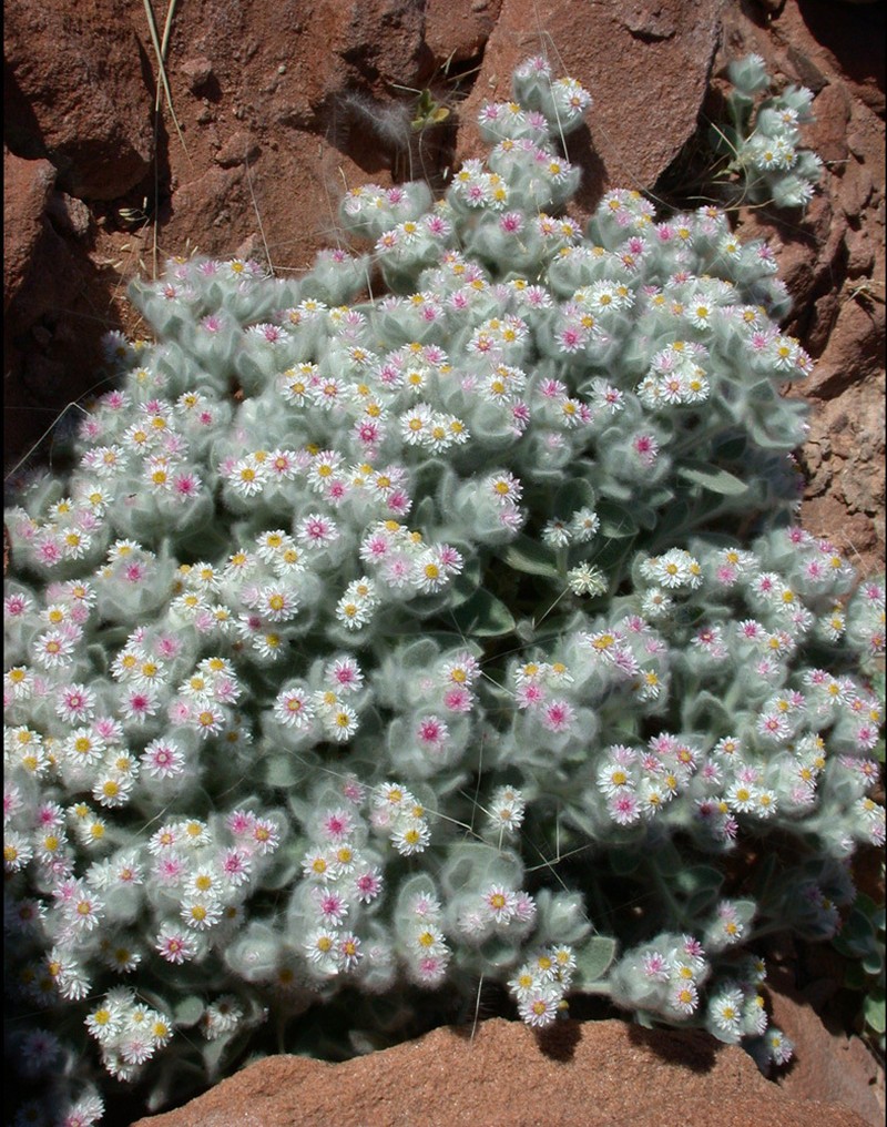 Helichrysum roseoniveum photo 7