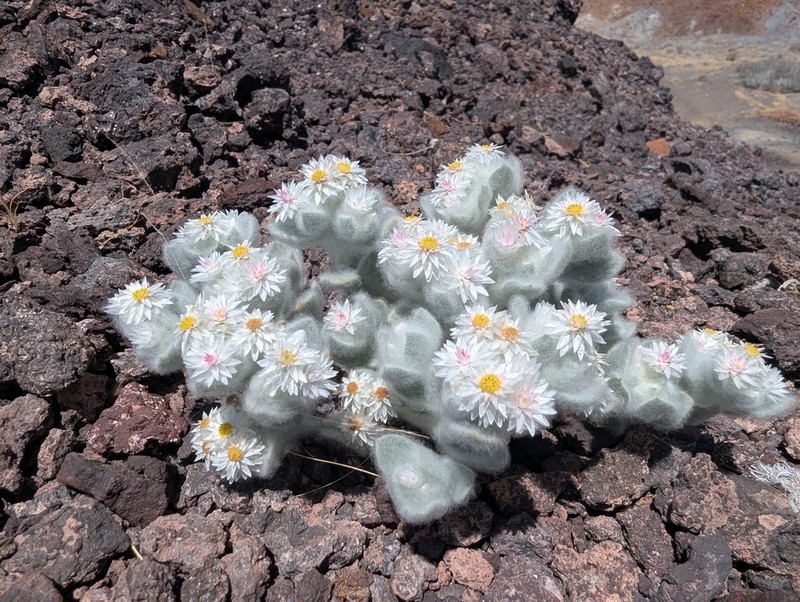 Helichrysum roseoniveum photo 8