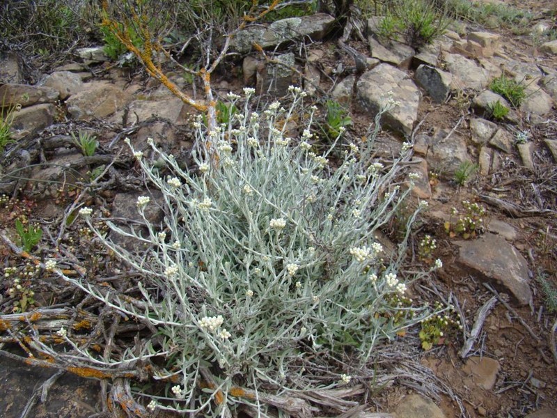 Helichrysum rosum