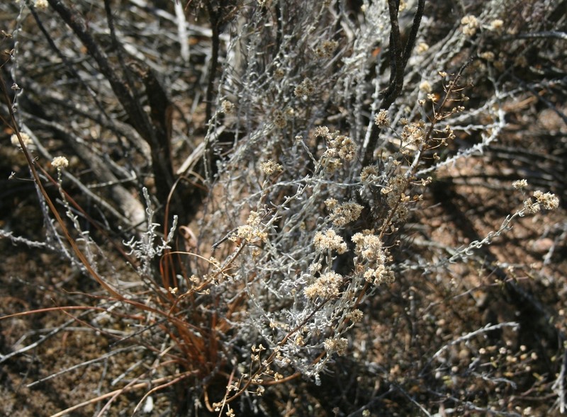 Helichrysum rosum photo 2