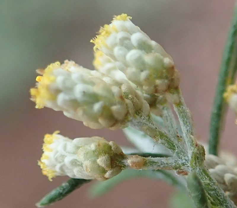 Helichrysum rosum photo 3