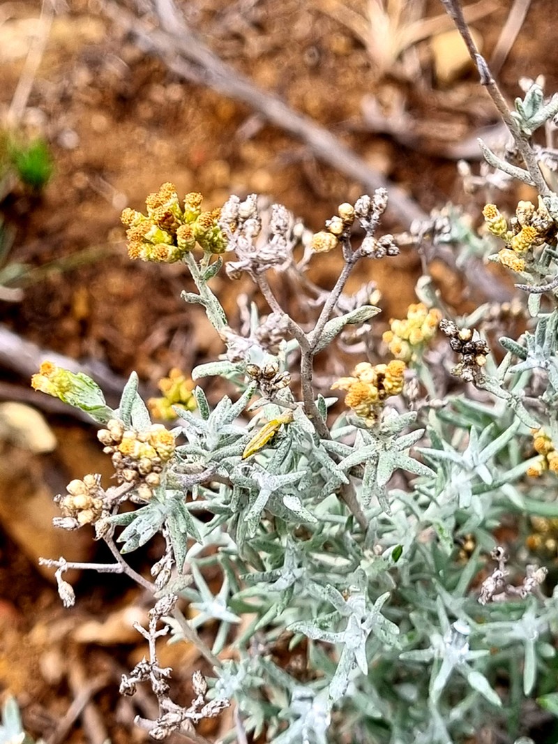Helichrysum rosum photo 4