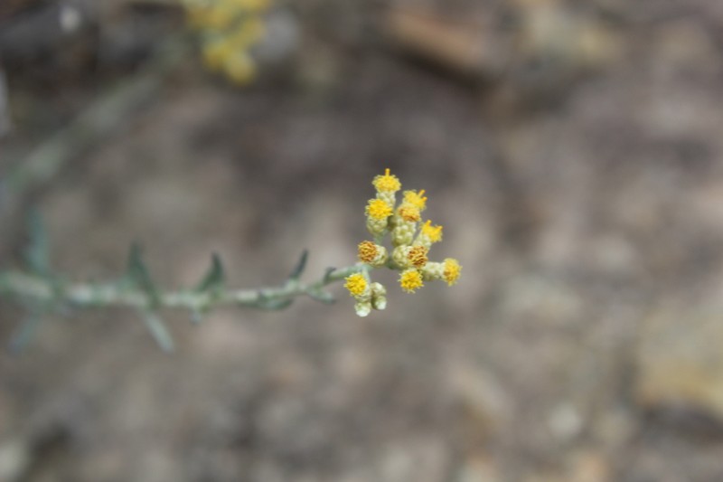 Helichrysum rosum photo 5