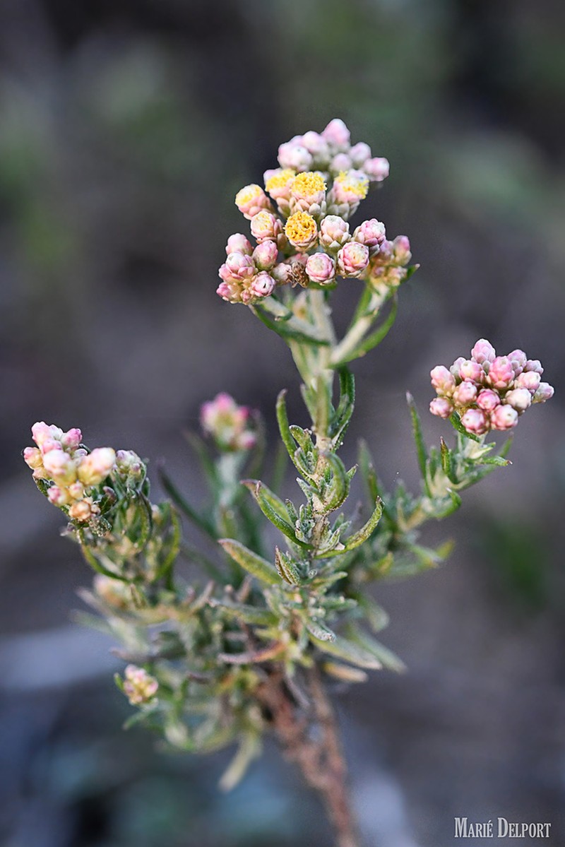 Helichrysum rosum photo 6