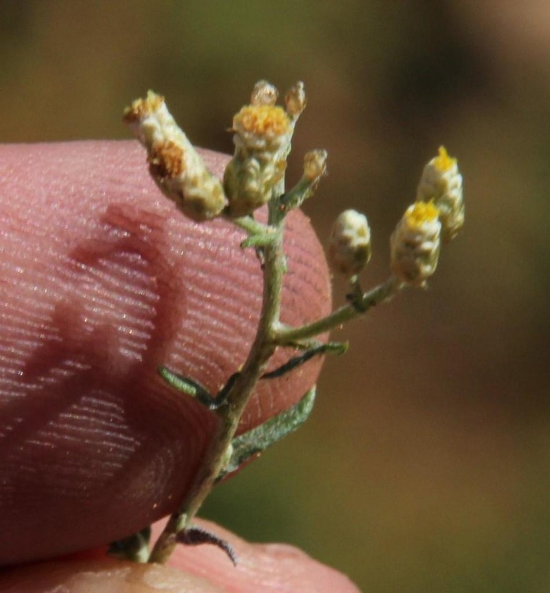 Helichrysum rosum photo 8
