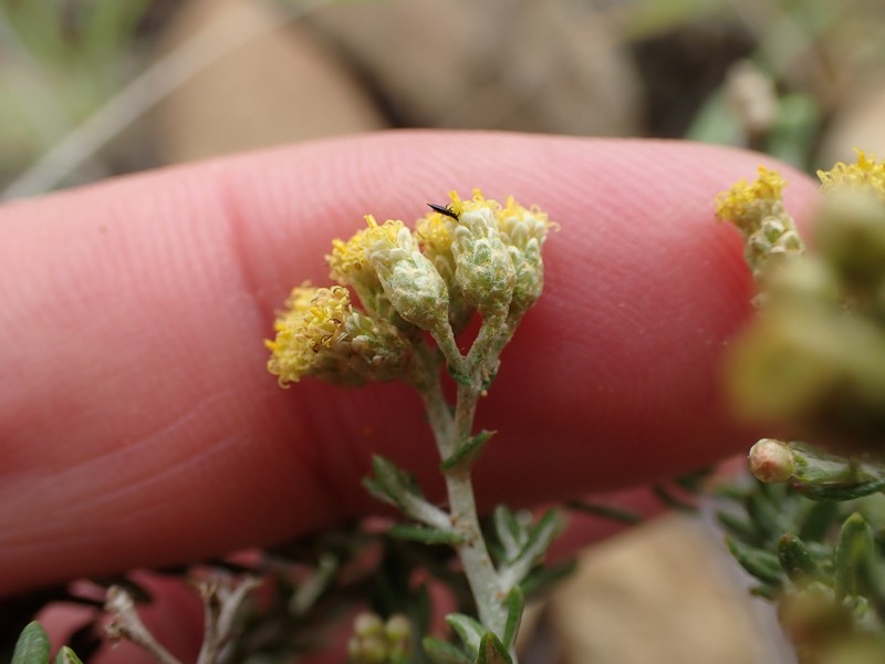 Helichrysum rosum var. arcuatum