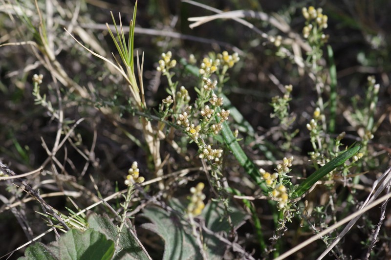 Helichrysum rosum var. arcuatum photo 2