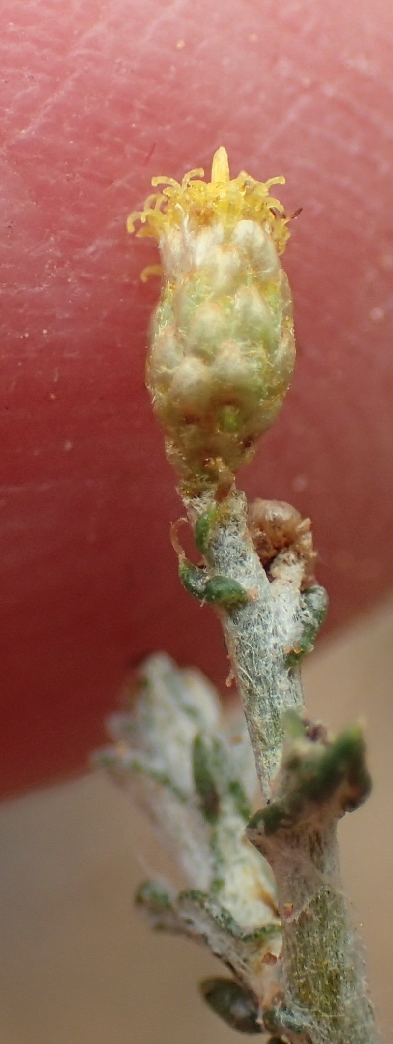 Helichrysum rosum var. arcuatum photo 3