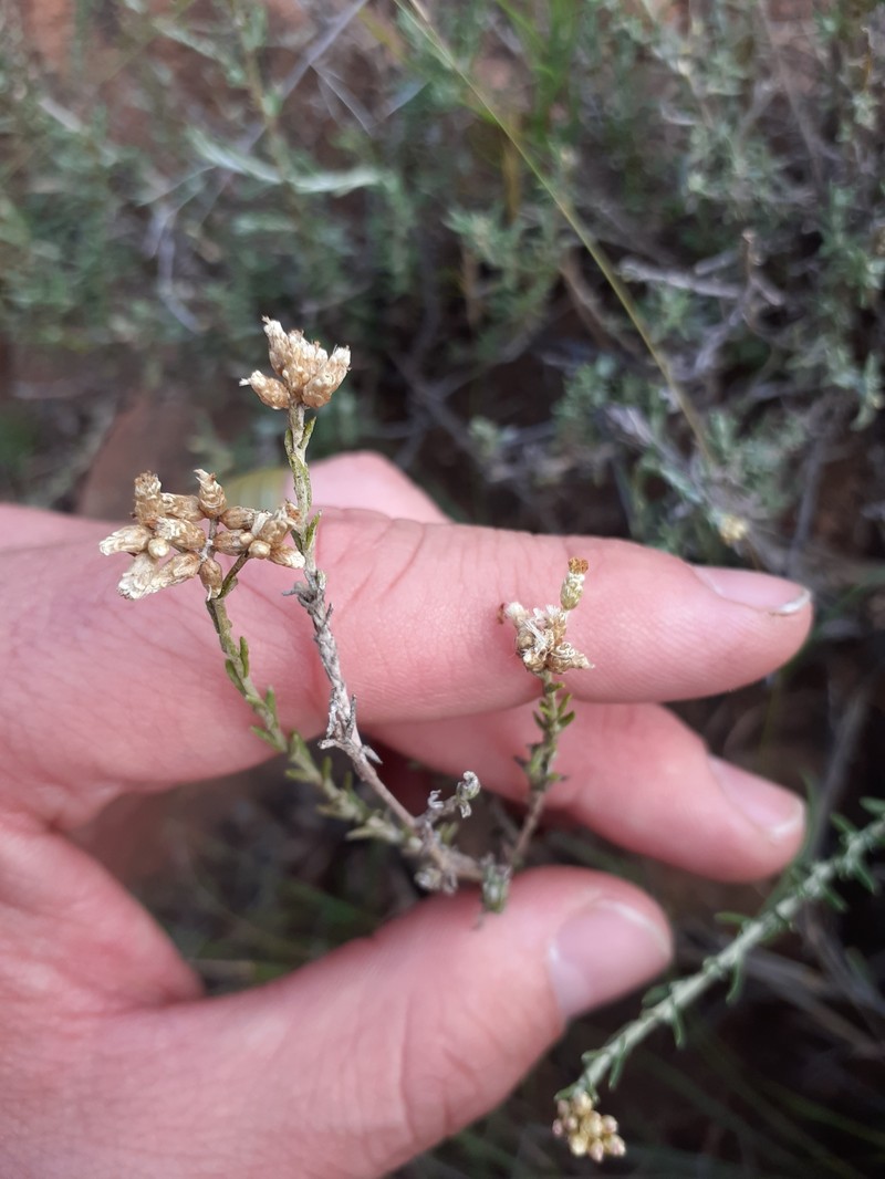 Helichrysum rosum var. arcuatum photo 4
