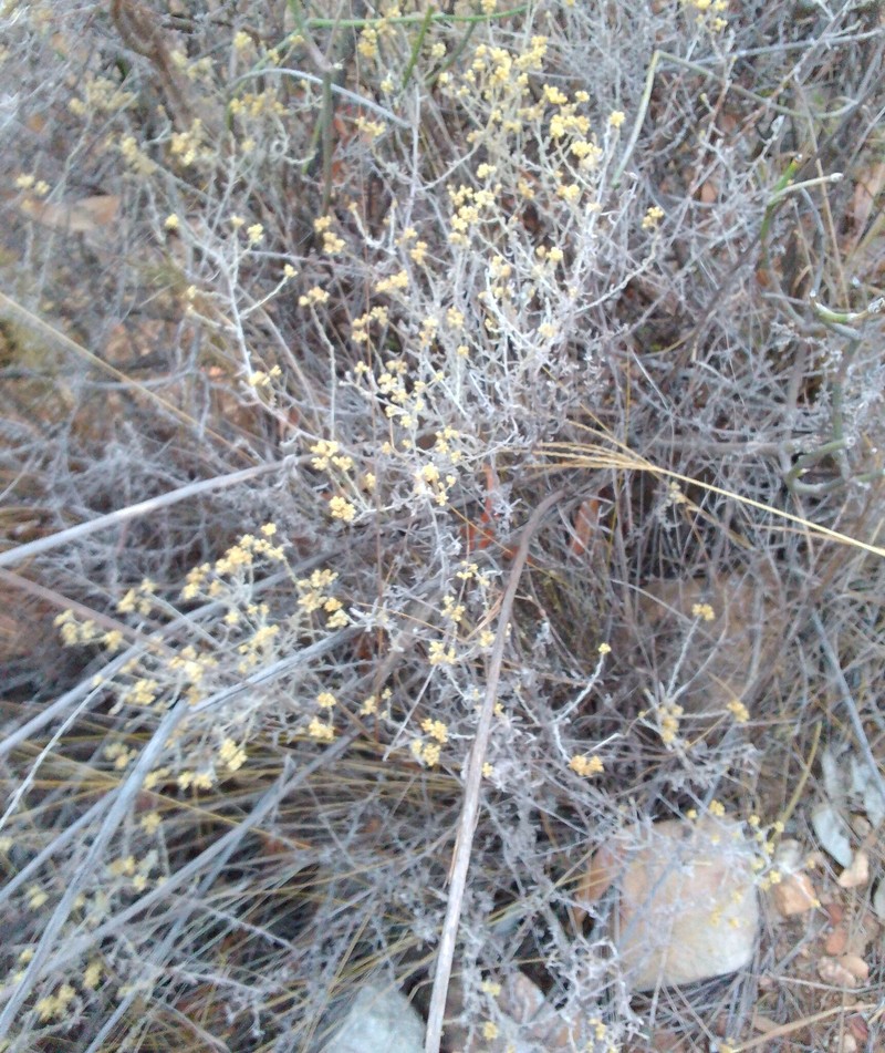 Helichrysum rosum var. rosum