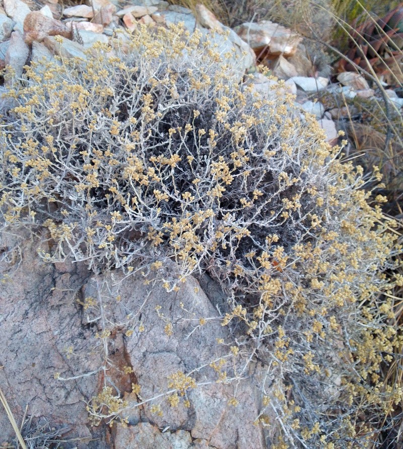 Helichrysum rosum var. rosum photo 2