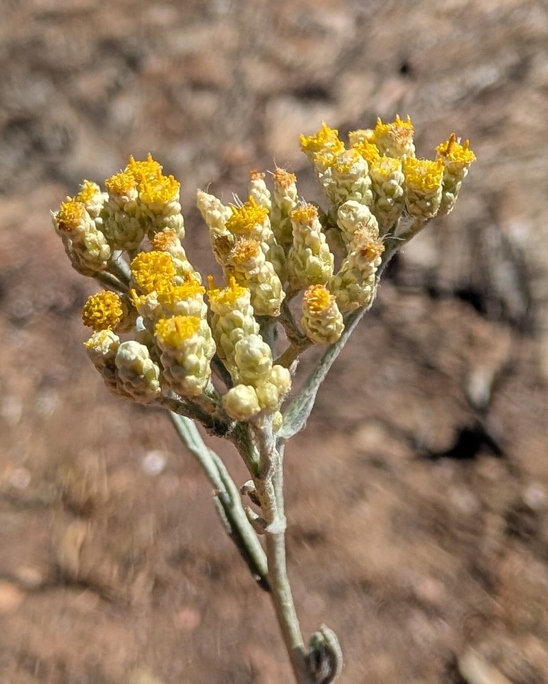 Helichrysum rosum var. rosum photo 3
