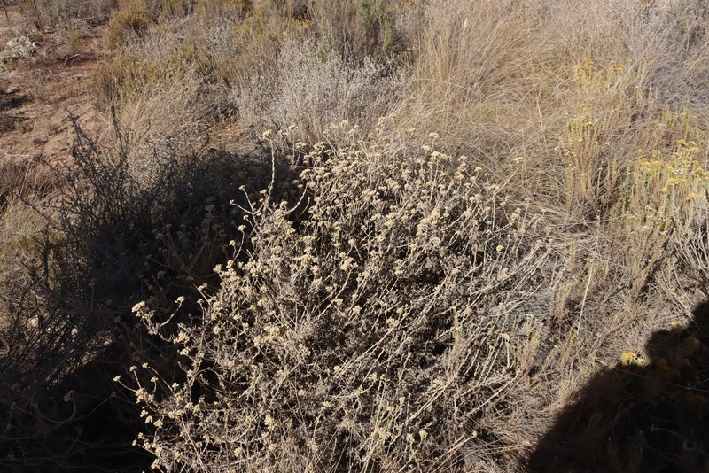 Helichrysum rosum var. rosum photo 4