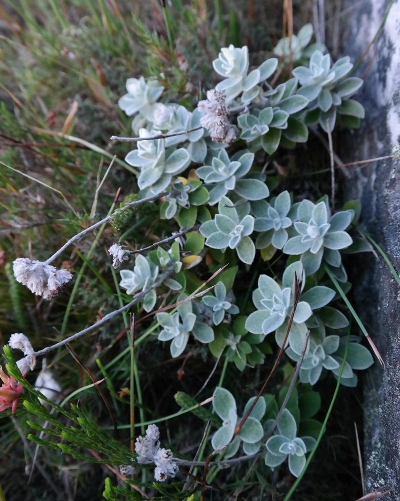 Helichrysum rotundatum photo 2
