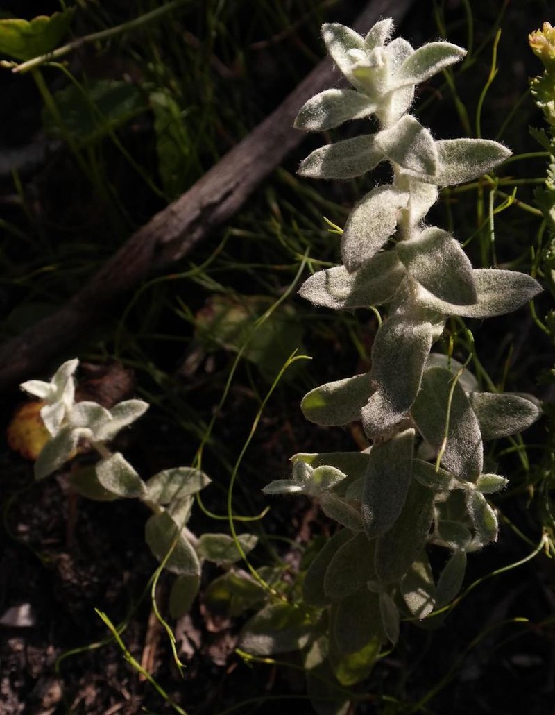 Helichrysum rotundatum photo 3