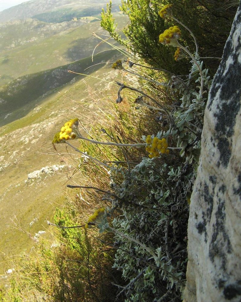 Helichrysum rotundatum photo 4