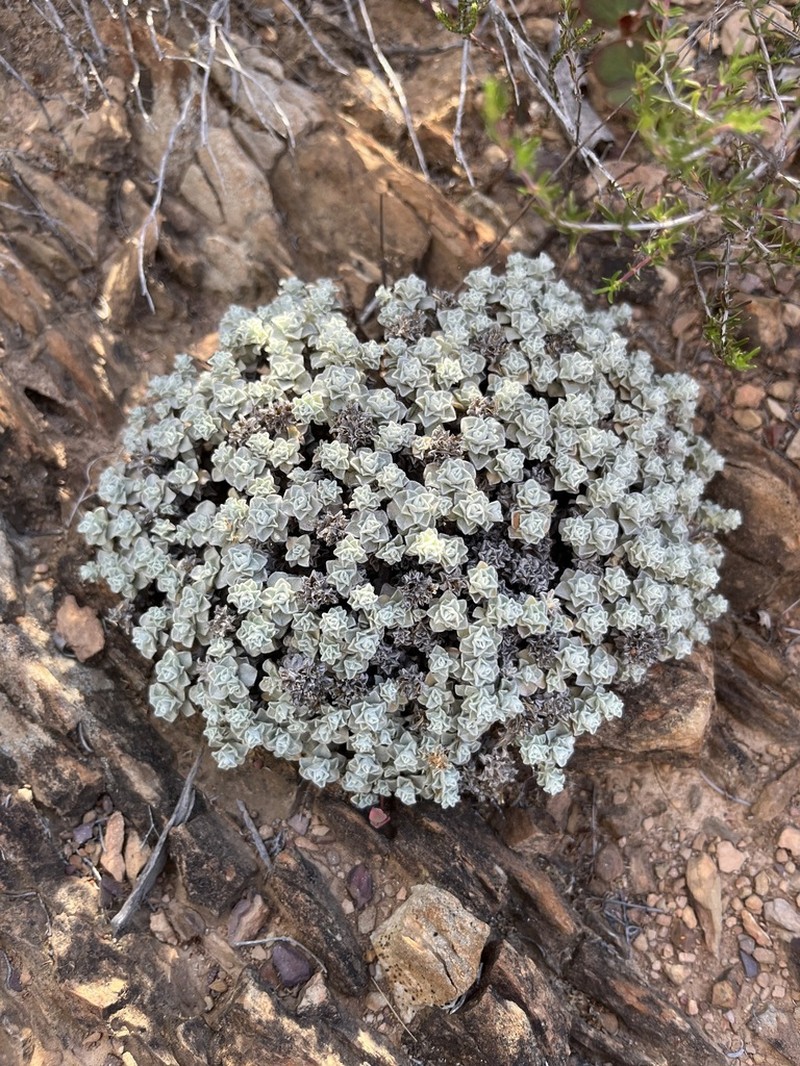 Helichrysum rotundatum photo 5
