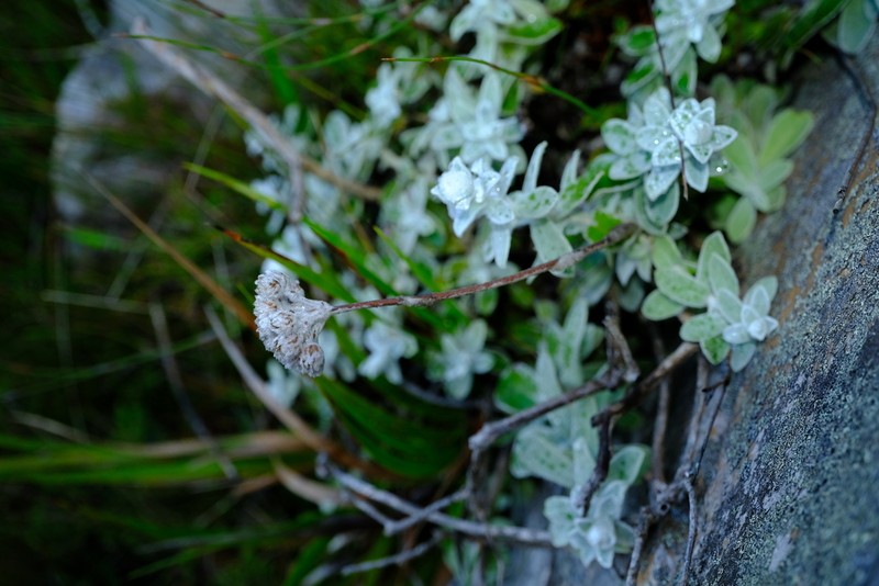 Helichrysum rotundatum photo 6