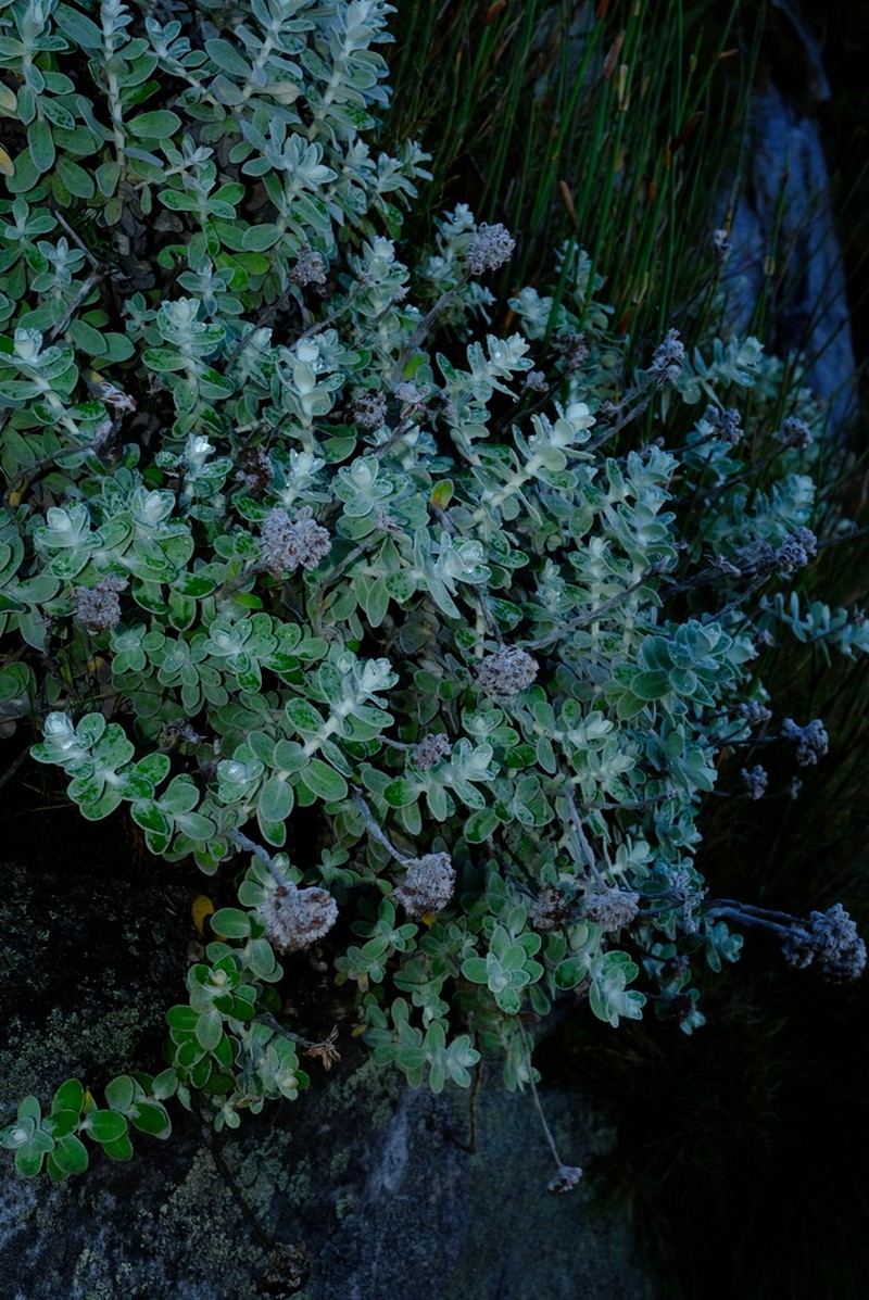 Helichrysum rotundatum photo 7