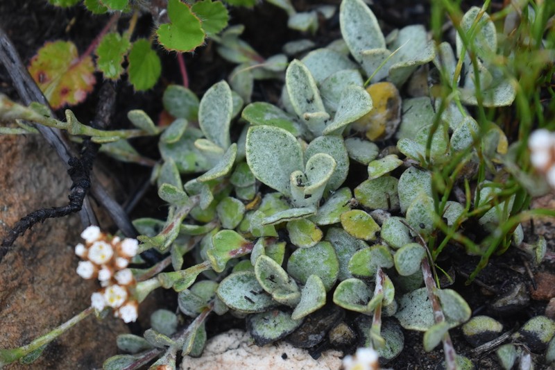 Helichrysum rotundifolium