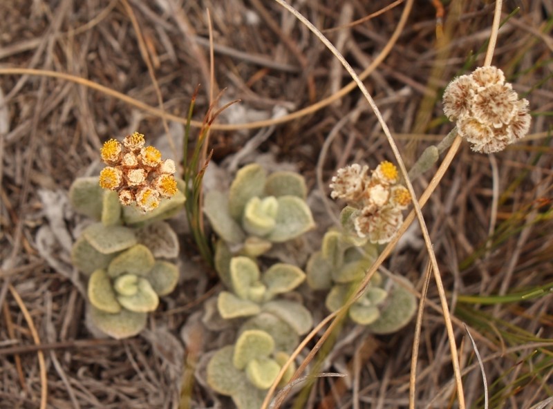 Helichrysum rotundifolium photo 2