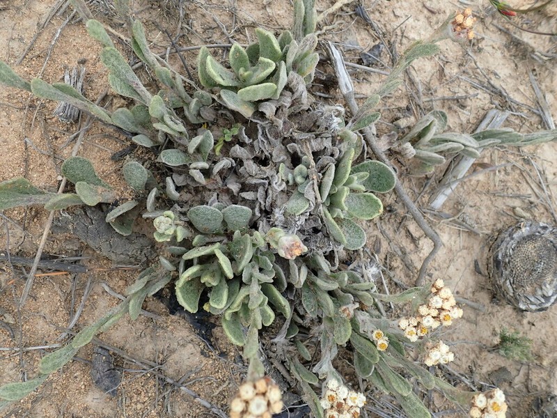 Helichrysum rotundifolium photo 3