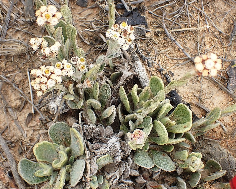 Helichrysum rotundifolium photo 4
