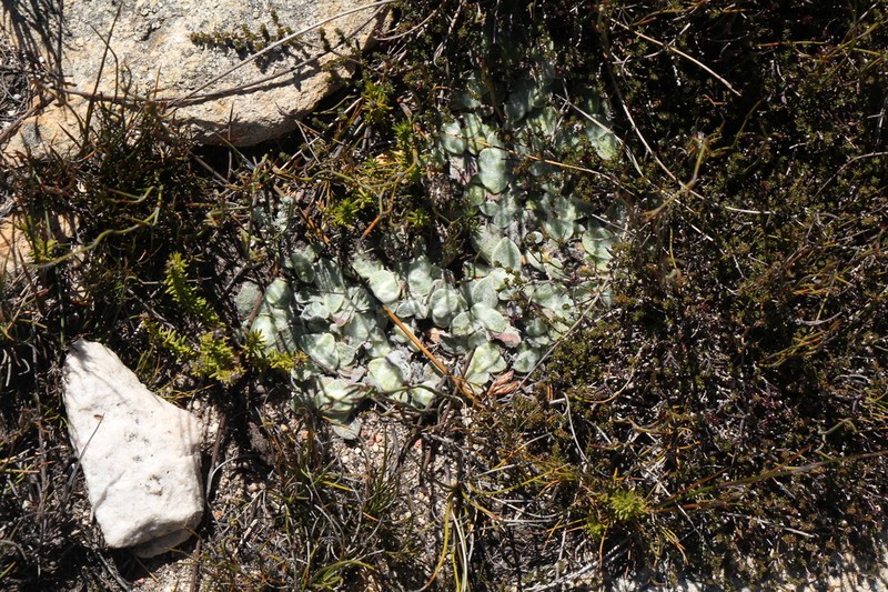 Helichrysum rotundifolium photo 5