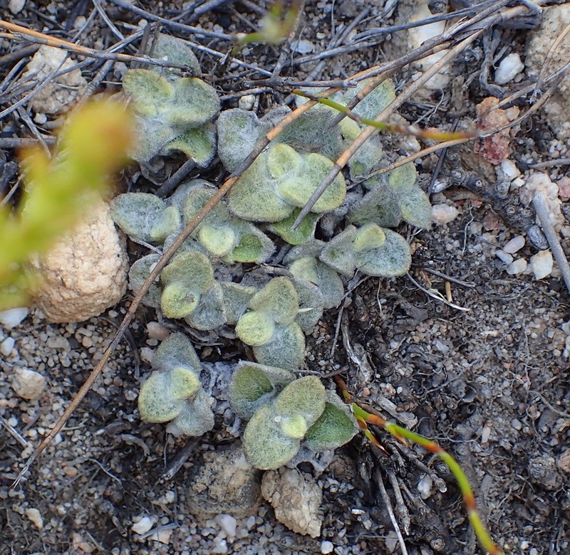 Helichrysum rotundifolium photo 6