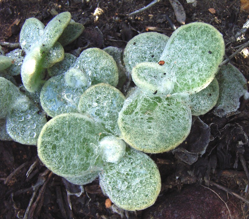 Helichrysum rotundifolium photo 7