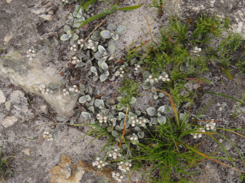Helichrysum rotundifolium photo 8