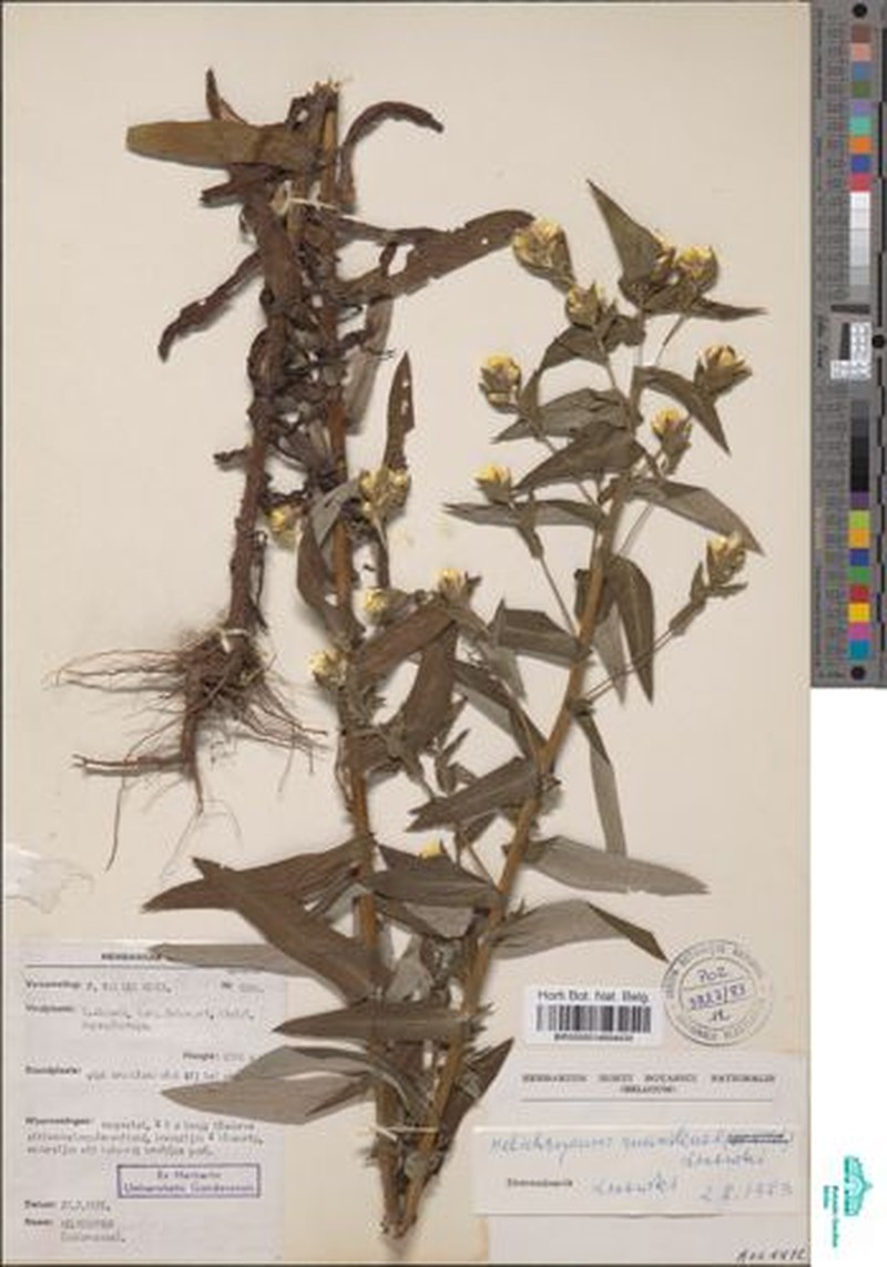 Helichrysum ruandense